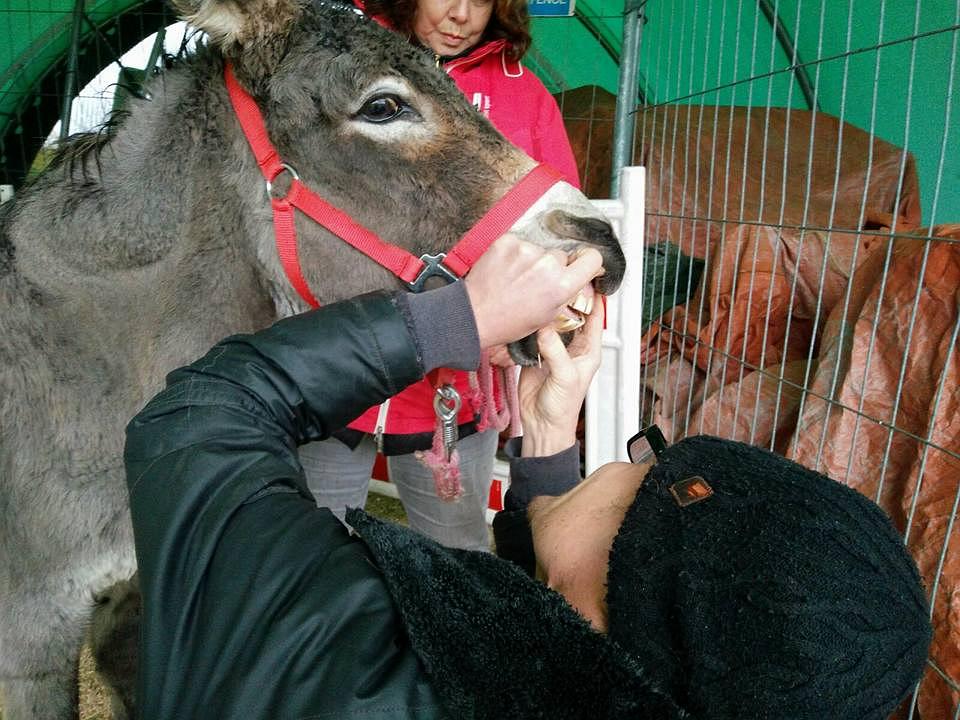 Alle Zähne sind noch da, aber ein paar Zahnspitzen mussten entfernt werden. Der Tierarzt bei der Zahnkontroller an Eselin Kaatje.