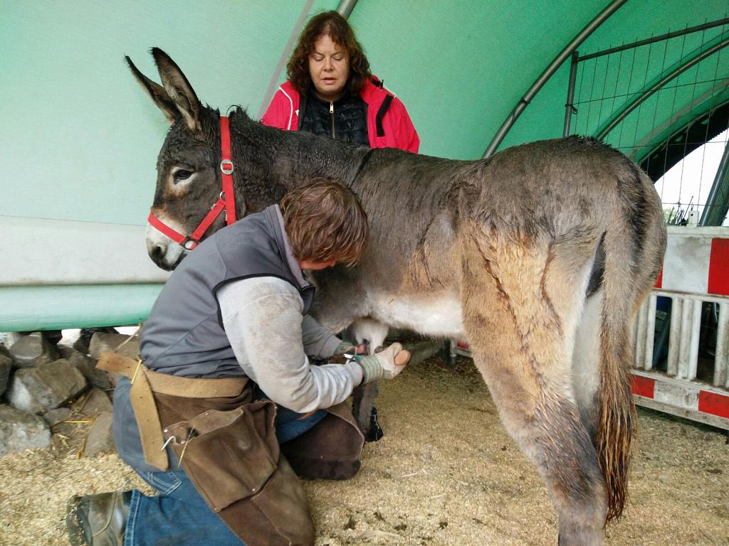 Kaatjes erste Pediküre Hufschmiedin Daniela Laude bei der Hufbearbeitung an Eselnin Kaatje